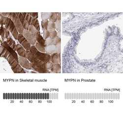 MYPN Antibody, Novus Biologicals 0.1mL; Unlabeled:Antibodies, Polyclonal